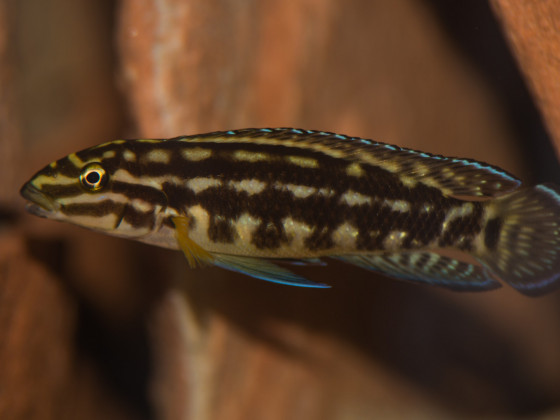 Julidochromis marlieri female