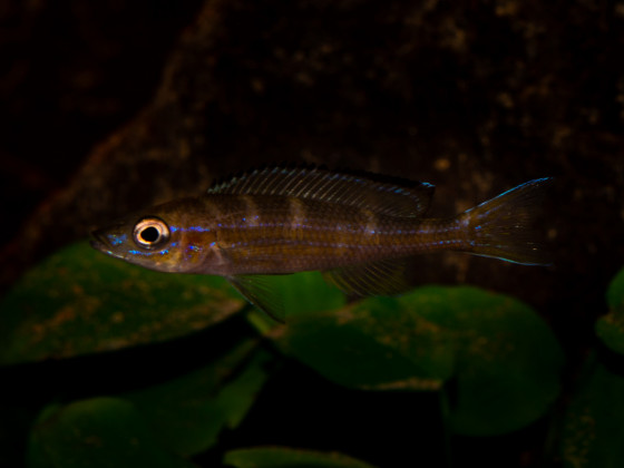 Paracyprichromis brieni "chituta"