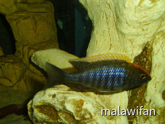 Aulonocara maylandi Männchen