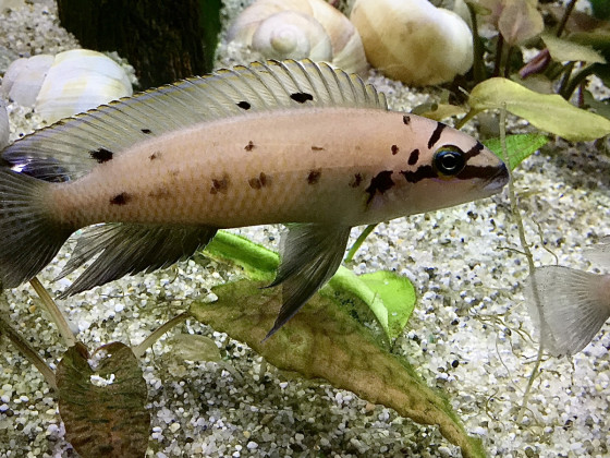 Chalinochromis sp. „Ndobhoi“
