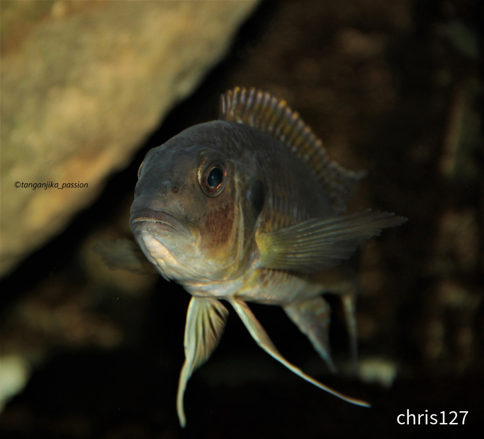 Limnochromis Auritus F0