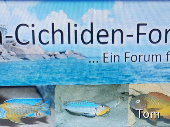 Mal-Ta-Cichliden-Forum.de