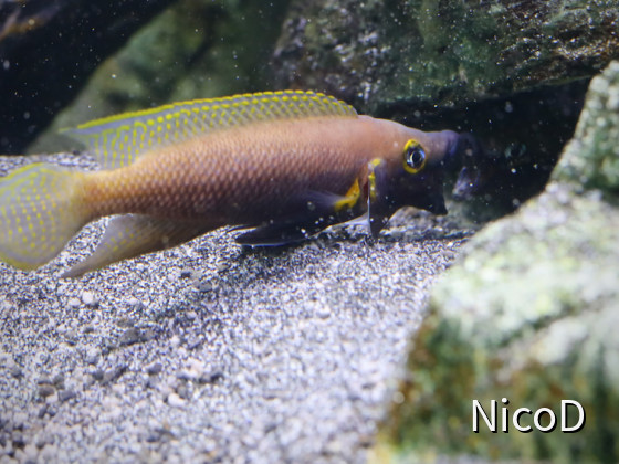 Neolamprologus nigriventris (F1) - Drohendes Männchen nach dem Wasserwechsel