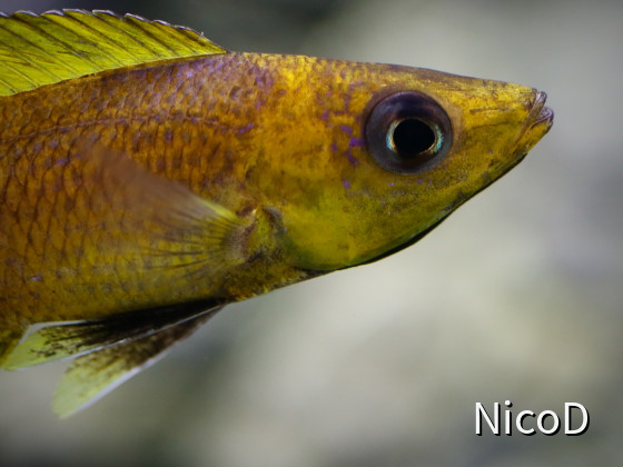 Cyprichromis leptosoma speckleback Moba (F1) - gelbes Männchen