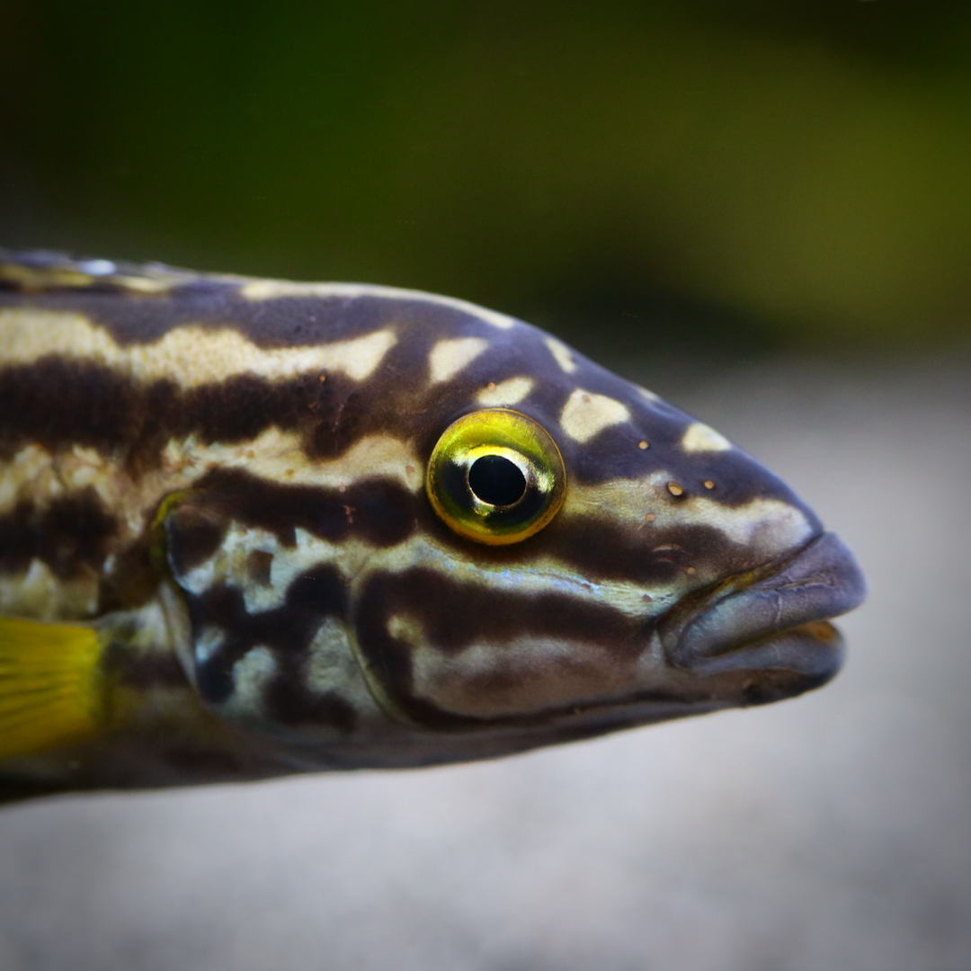 Julidochromis regani Chisanse (F0) - Nahaufnahme