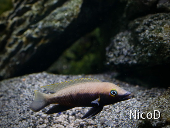 NEOLAMPROLOGUS NIGRIVENTRIS (F1) - Weibchen