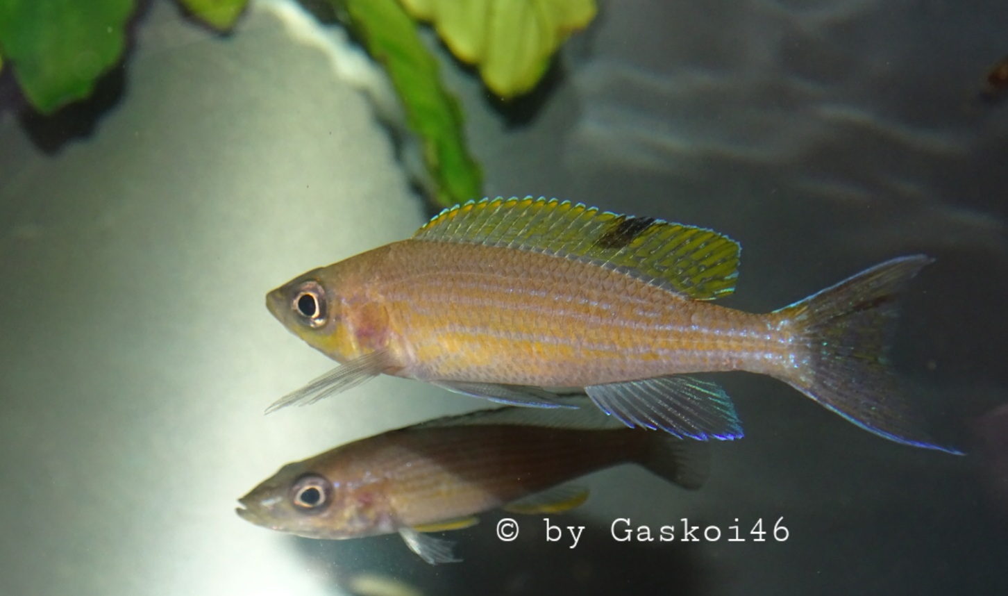 Paracyprichromis brieni Milima OB