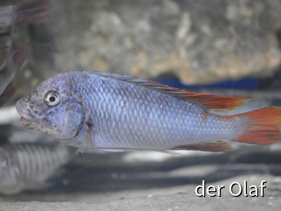Petrochromis Ubwari WF