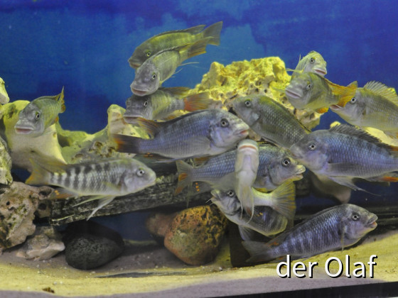 Petrochromis Ubwari WF