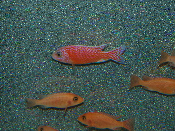 Aulonocara firefisch