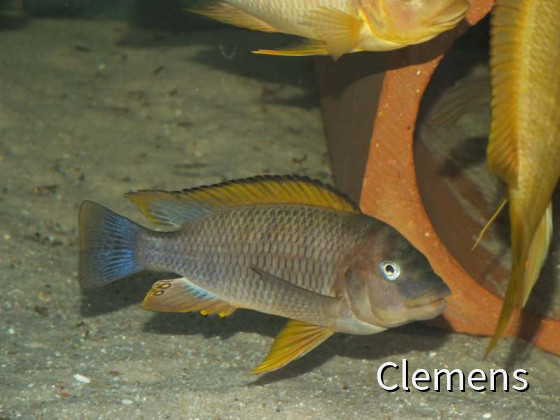 Petrochromis Famula Kigoma