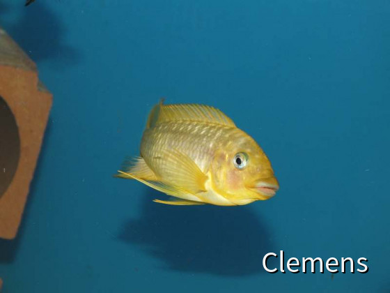 Petrochromis Moshi ca 18cm