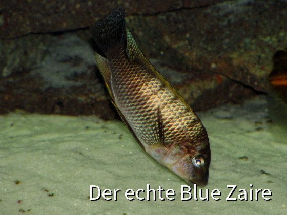 Petrochromis famula sangala