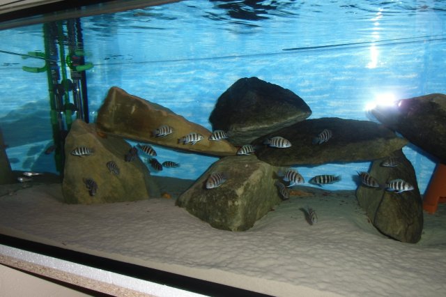Frontosa Aquarium