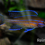 Paracyprichromis nigripinnes blue Neon