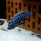 Cynotilapia zebroides Nkhata Bay