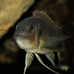 Limnochromis Auritus F0