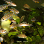 Paracyprichromis brieni Chituta