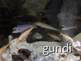 Paracyprichromis nigripinnis blue neon albino+Enantiopus melanogenys Chisanse