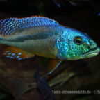 Aristochromis christyi