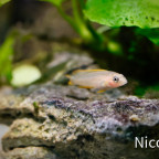 Neolamprologus nigriventris (F2) -  Jungfisch ca. 8 Wochen alt und 20-22 mm groß