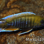 Aulonocara jacobfreibergi "Otter Point"