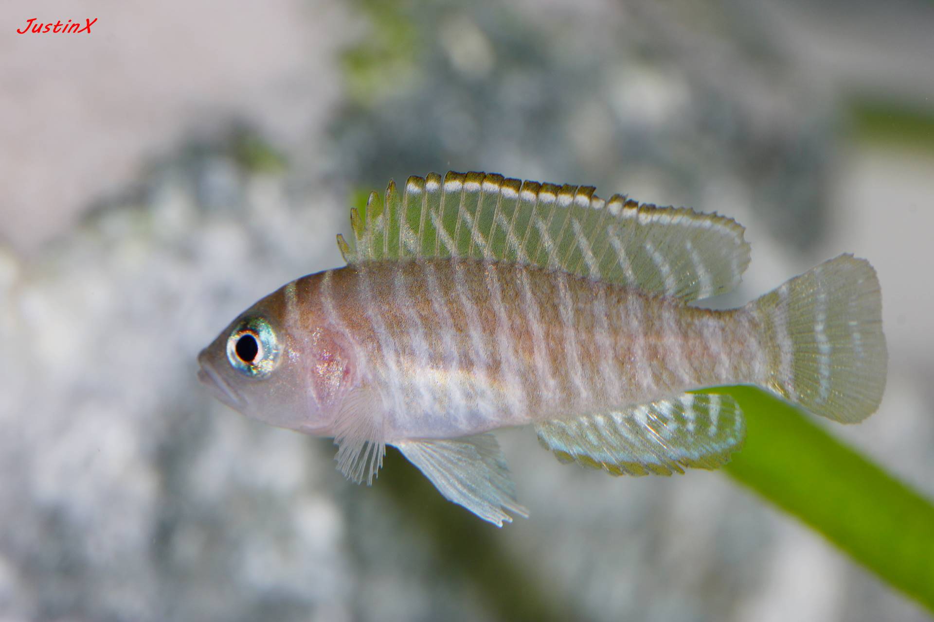 Neolamprologus similis Galerie MalTaCichlidenForum.de