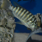 Petrochromis Kasumbe Halembe