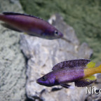 Cyprichromis leptosoma speckleback Moba (F1) - Show