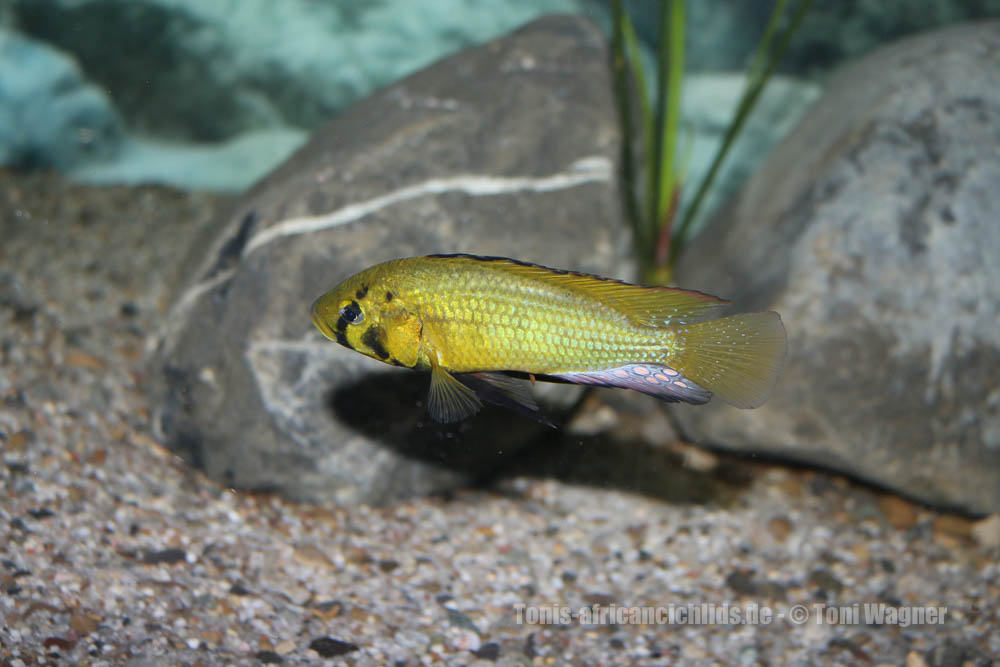 Astatoreochromis alluaudi Galerie MalTaCichlidenForum.de