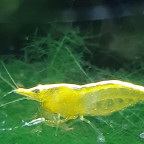 Yellow Fire Zwerggarnele Neocaridina davidi (heteropoda) var. yellow