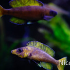 Cyprichromis leptosoma speckleback Moba (F1) - Yellow/blue one