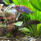 Labidochromis Hongi Sweden