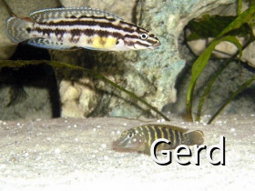 Julidochromis marlieri margera