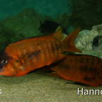 Petrochromis red Bulu Point