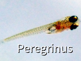 Lacusticola pumilus Larve (Tanganjika Leuchtauge)