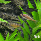 Cyprichromis Zonatus  beide Böcke  06062914