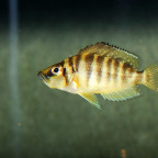 Altolamprologus compressiceps Gombe red