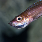 Cyprichromis leptosoma utinta fluorescent