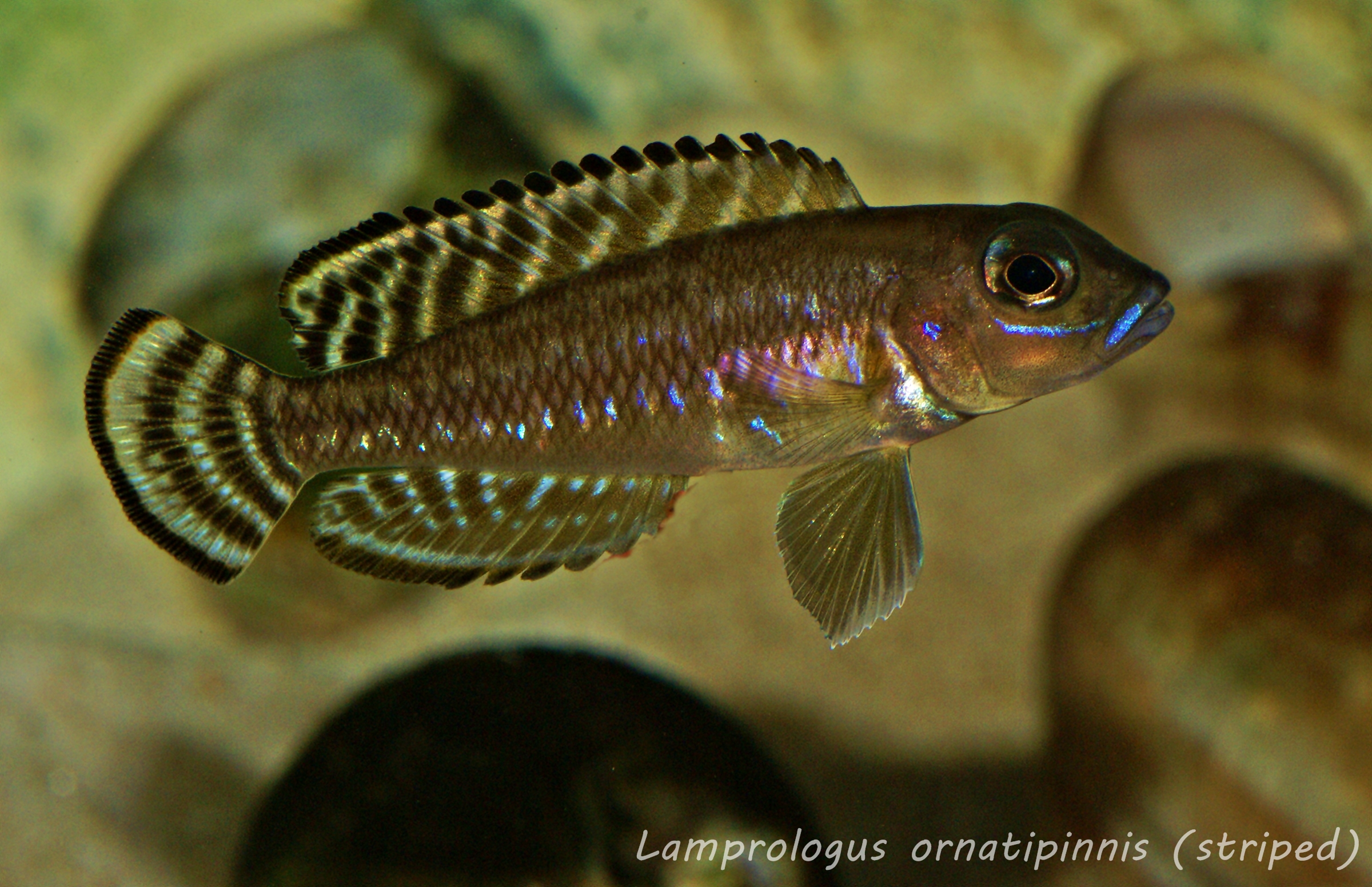 Lamprologus ornatipinnis (striped) Galerie MalTaCichlidenForum.de