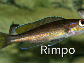 Paracyprichromis spec. Yellow Cheek (P. brieni Lusingu / P. brieni Tembwe)