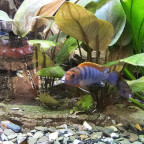 Labidochromis Hongi Sweden