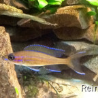 Männchen Paracyprichromis Blue Neon