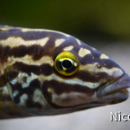 Julidochromis regani Chisanse (F0) - Nahaufnahme