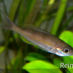 Cyprichromis Zonatus  weibchen 5  06062914