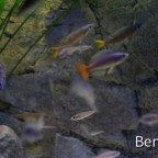 Cyprichromis Utinta