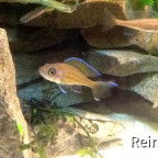 Paracyprichromis blue Neon