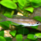 Cyprichromis Zonatus  weibchen  06062914