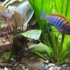 Labidochromis Hongi Sweden