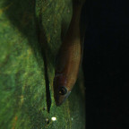 Paracyprichromis nigripinnis Laichen